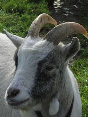 Goat or Raj