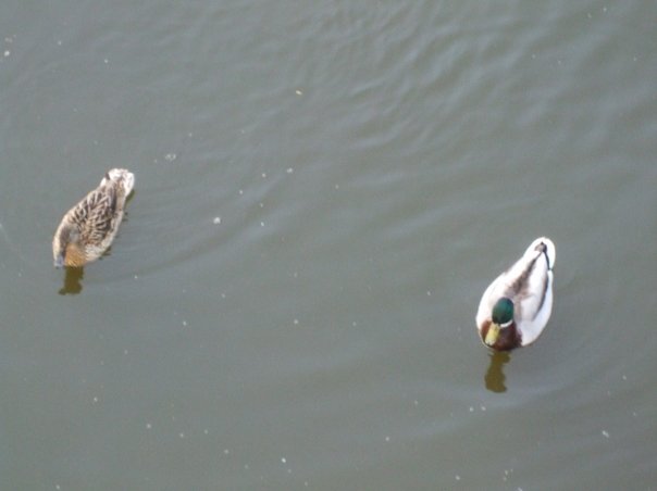 Cotswolds Tour 2009